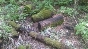 IMG_20150726_155528970 (1)