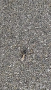 IMG_20150726_155948310 (2)