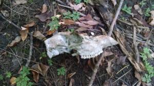 12032070_10153574791237295_1570659059091335603_n