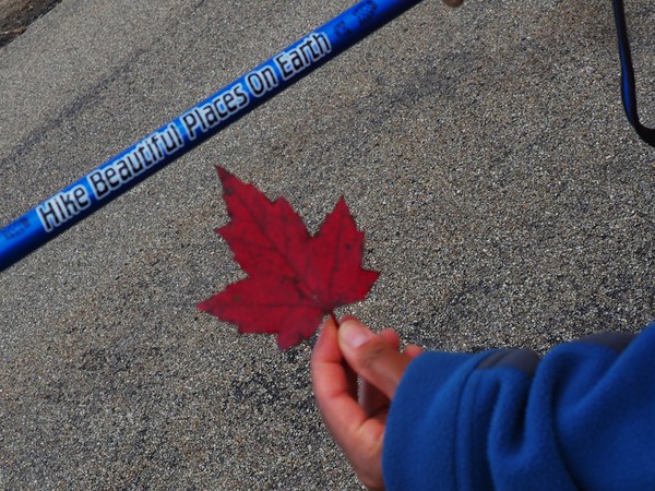 All about Adrenaline.