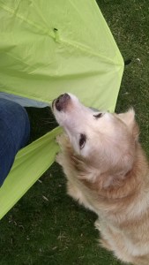 IMG_20160320_162426118