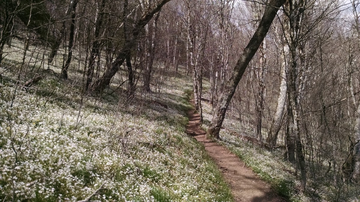 Trail Magic with a Taste of&nbsp;Buffalo