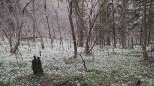 IMG_20160425_161215531(1)