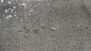 IMG_20160713_192243028