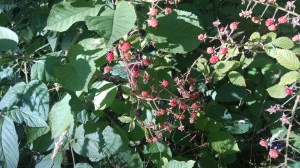 IMG_20160802_180425869