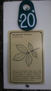 IMG_20160802_182303405