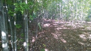 IMG_20160802_182800657