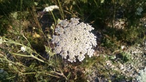 IMG_20160802_183652147