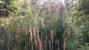 IMG_20160802_183706799