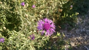 IMG_20160802_183833458