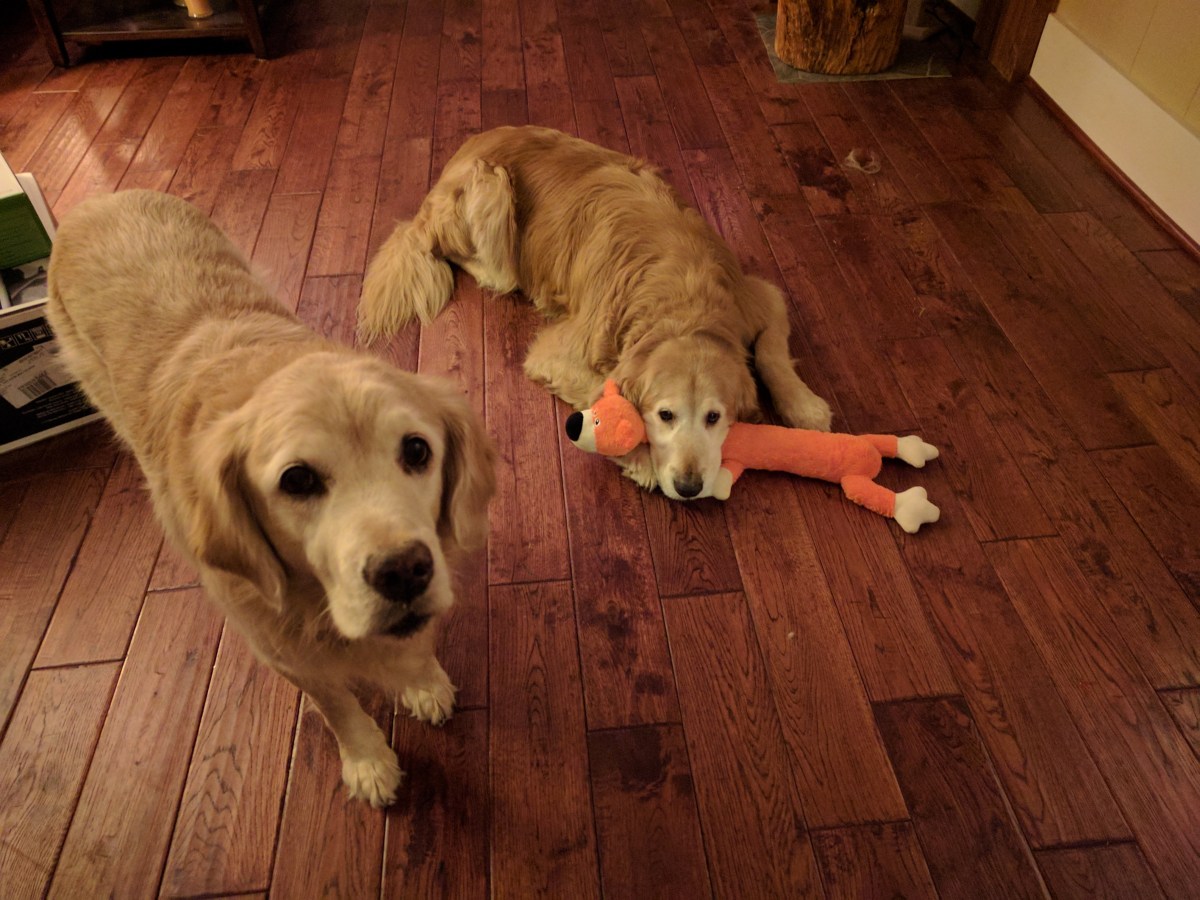 Day Hiking with&nbsp;Dogs